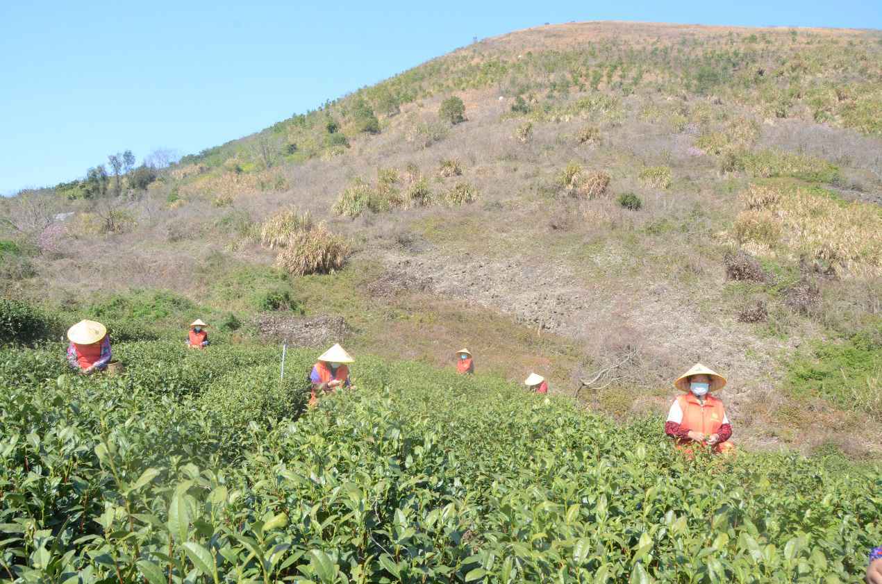 茶香满园头茬春茶丰收 “电保姆”上门服务助力