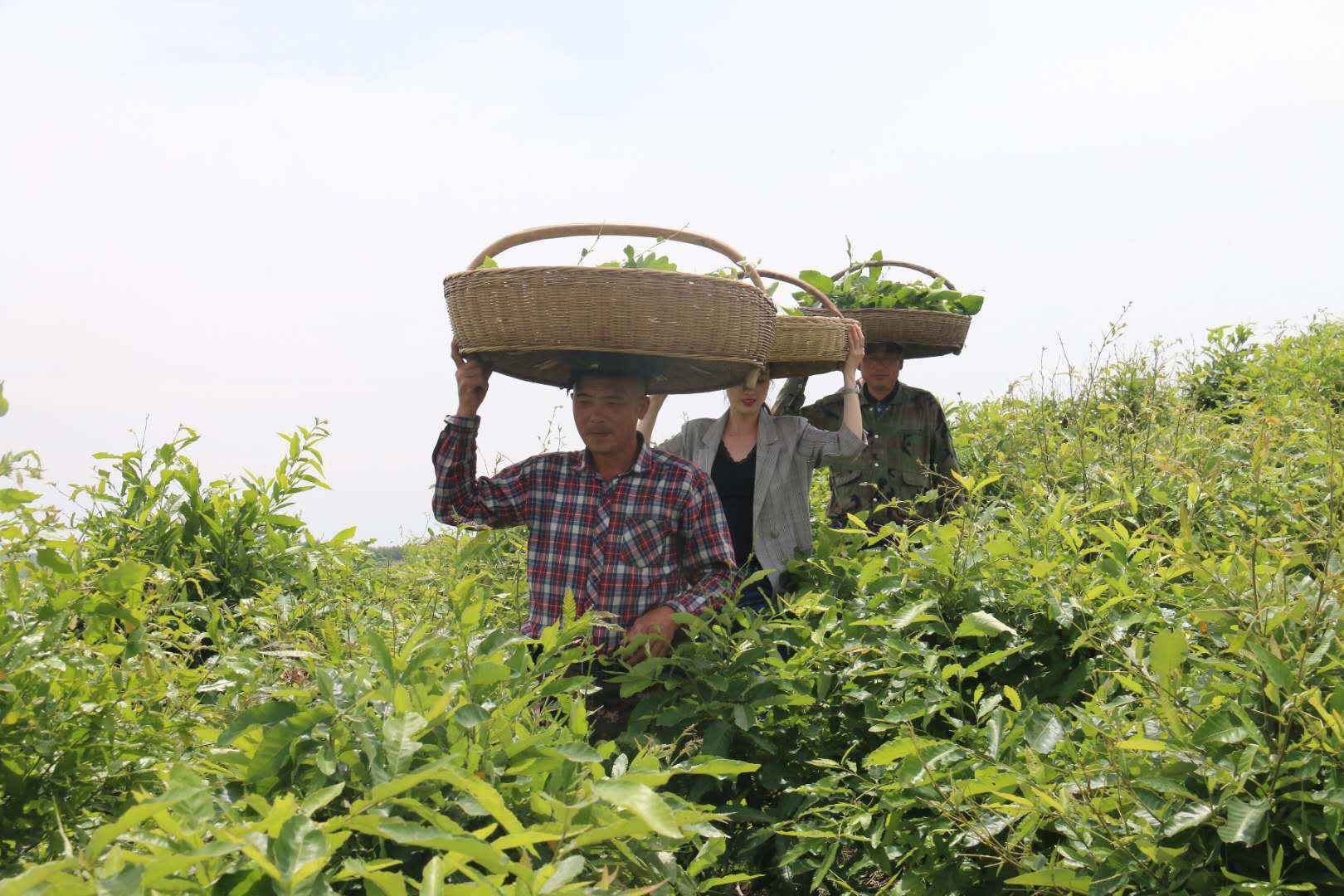 河南南召：柞蚕满山坡，增收有保障