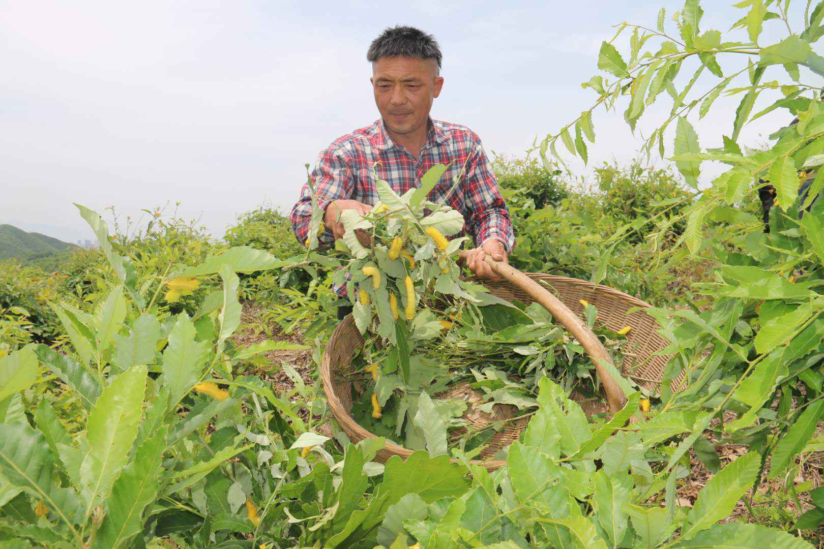 河南南召:柞蚕满山坡,增收有保障