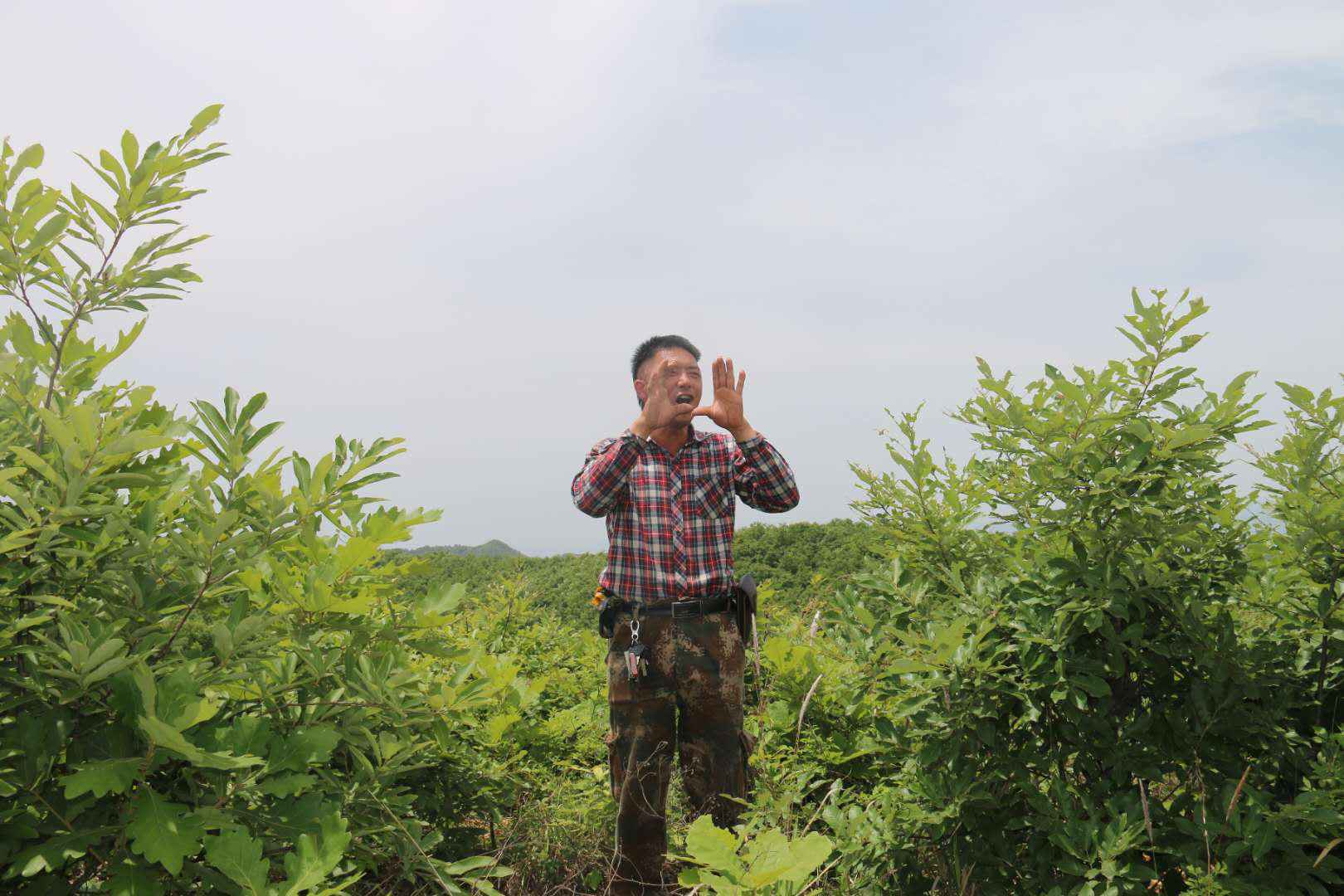 河南南召：柞蚕满山坡，增收有保障