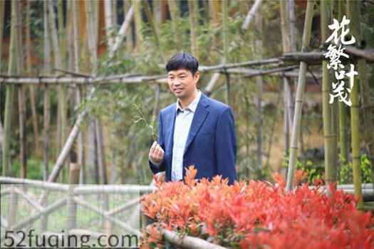 花繁叶茂全集在线观看 花繁叶茂每周更新几集剧情介绍