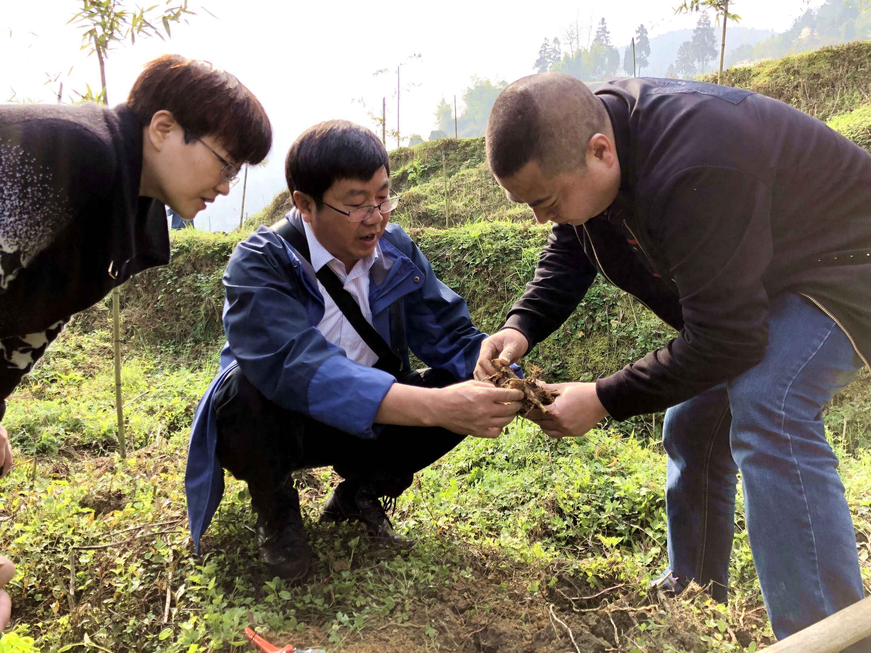 黔北脱贫“富贵竹”为何节节高