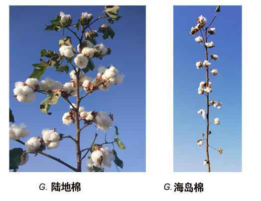 石河子大学聂新辉团队：陆地棉和海岛棉相互渐渗创高产优质