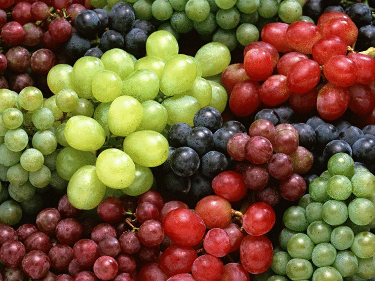 酿酒与鲜食葡萄为啥不同？驯化中这两个要件决定了