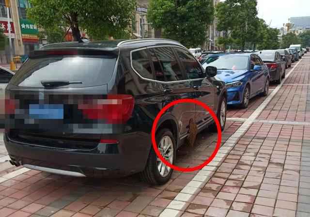 上千只蜜蜂在宝马车上筑巢怎么回事 现场照片曝光令人毛骨悚然