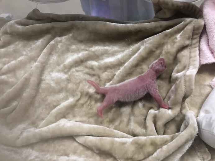 219克熊猫“大姐大”：成都熊猫基地最重熊猫宝宝诞生