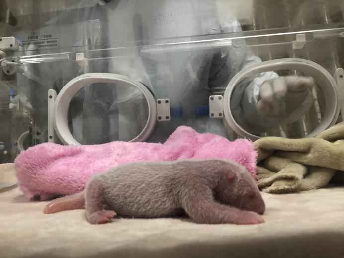 219克熊猫“大姐大”：成都熊猫基地最重熊猫宝宝诞生