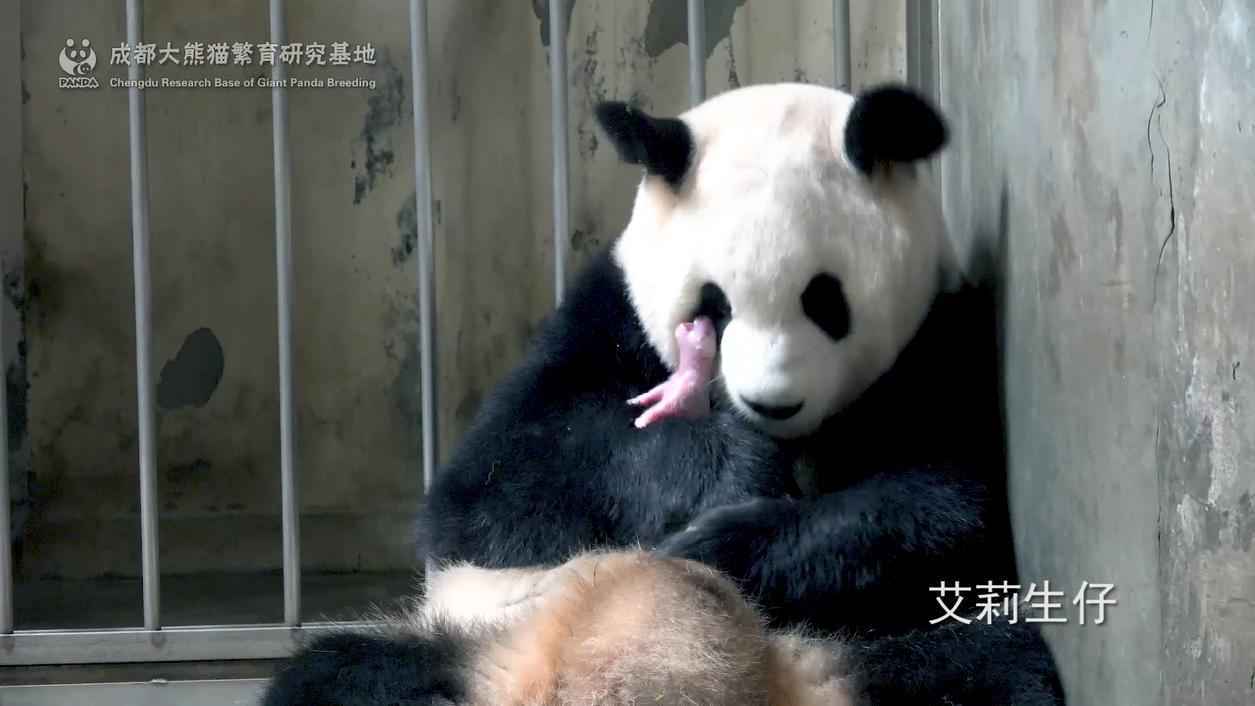 219克熊猫“大姐大”：成都熊猫基地最重熊猫宝宝诞生
