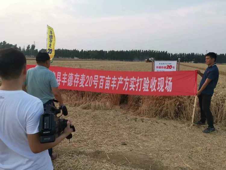 855.2公斤！小麦单产记录又被打破