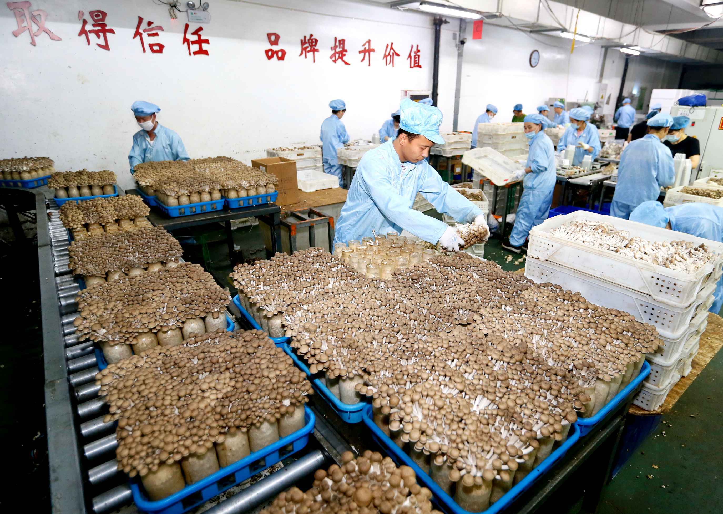 青岛即墨区：工厂化栽培食用菌畅销海外市场