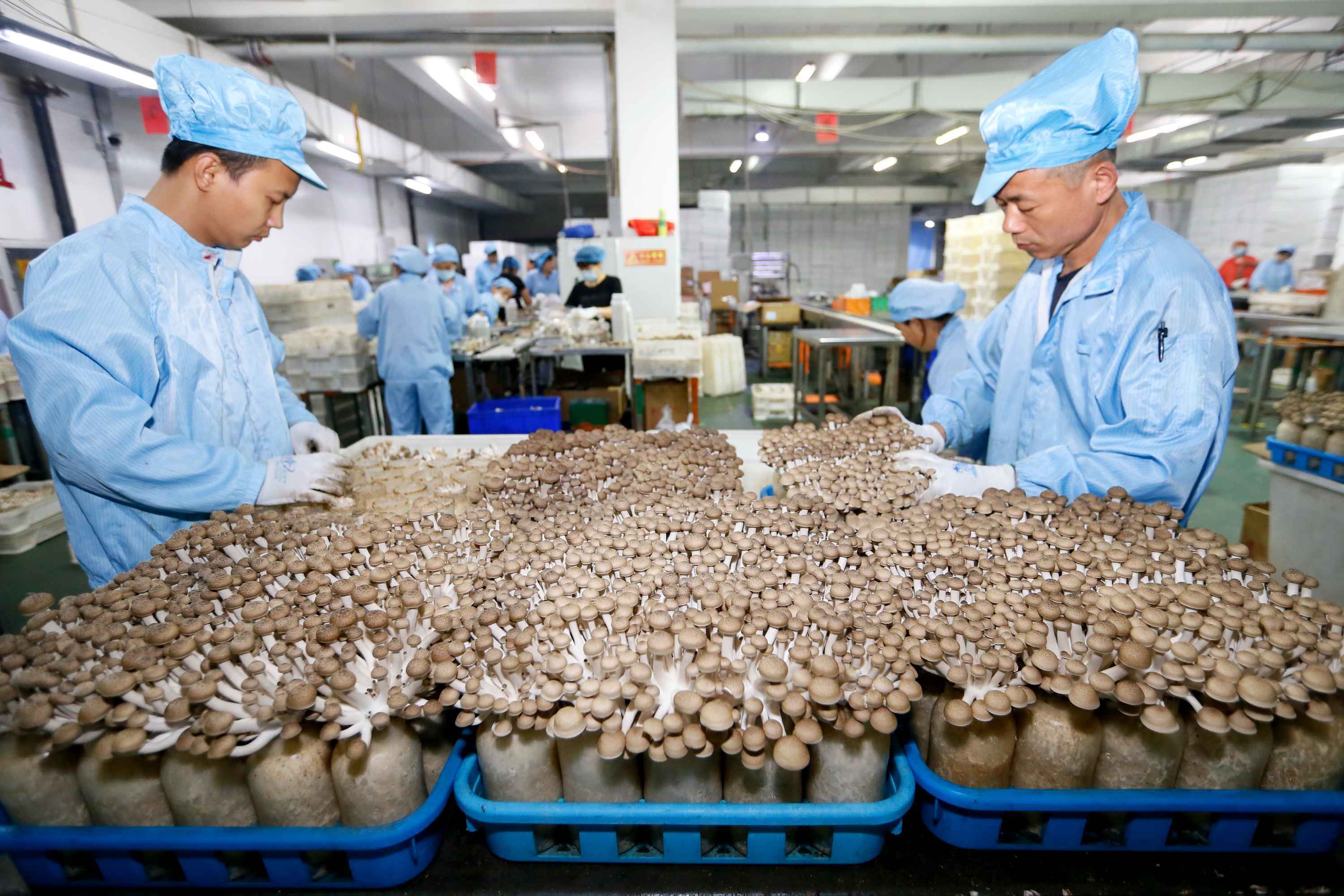 青岛即墨区：工厂化栽培食用菌畅销海外市场