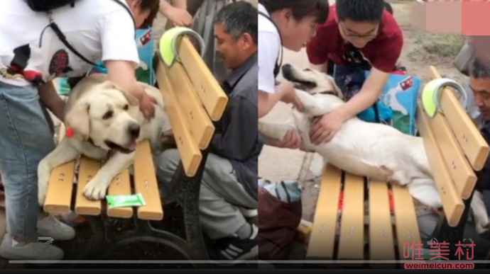 狗子太胖被公园长椅卡住怎么回事？现场图曝光狗主人一句话笑翻网友