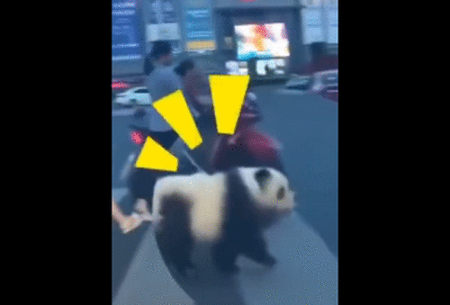 乐山熊猫狗逛街怎么回事？现场图曝光网友大吃一惊真相原来是这样