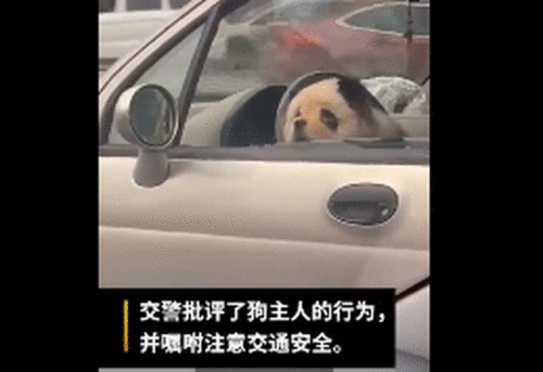 乐山熊猫狗逛街怎么回事？现场图曝光网友大吃一惊真相原来是这样