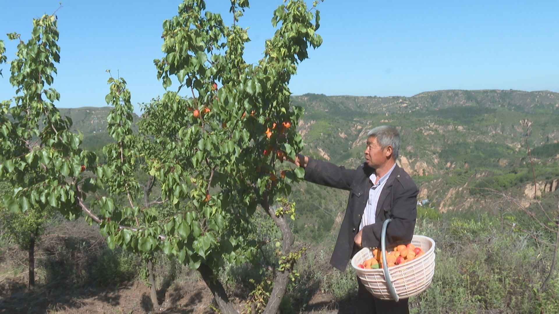 千里“杏”福路：延安梁家河结出了青岛少山杏