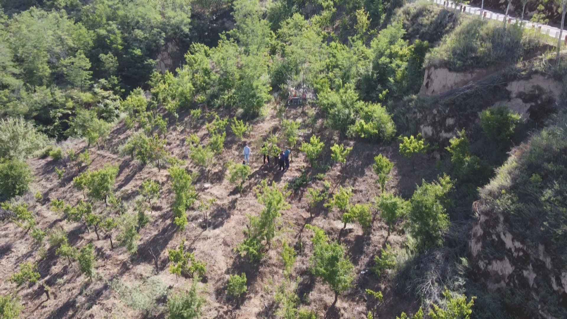 千里“杏”福路：延安梁家河结出了青岛少山杏