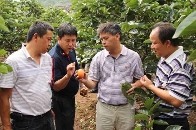 龚榜初：践行甜柿推广路，实现农民致富梦