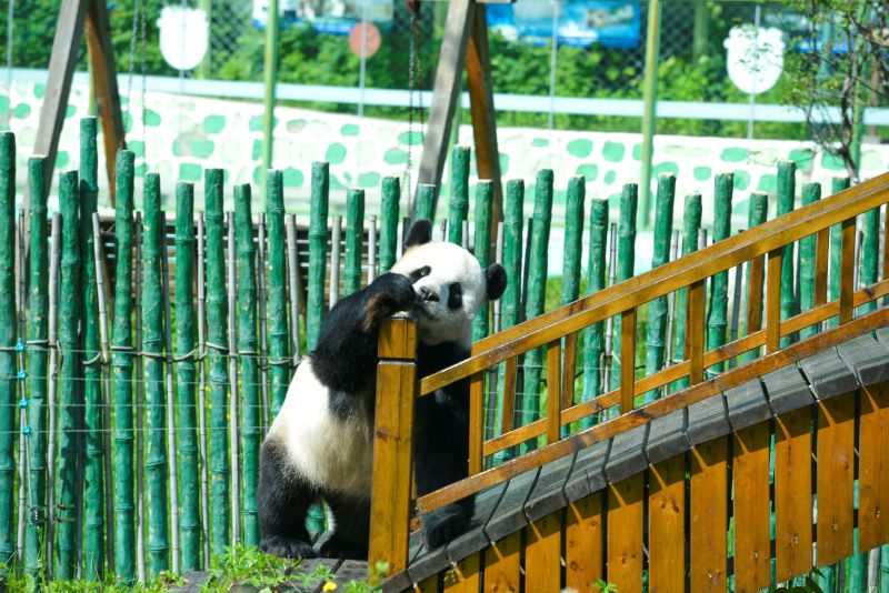 中国最北熊猫馆开馆“复工” 熊猫戏水纳凉逗乐游客