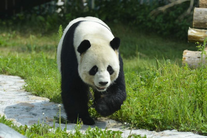 中国最北熊猫馆开馆“复工” 熊猫戏水纳凉逗乐游客