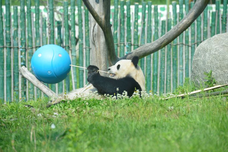 中国最北熊猫馆开馆“复工” 熊猫戏水纳凉逗乐游客