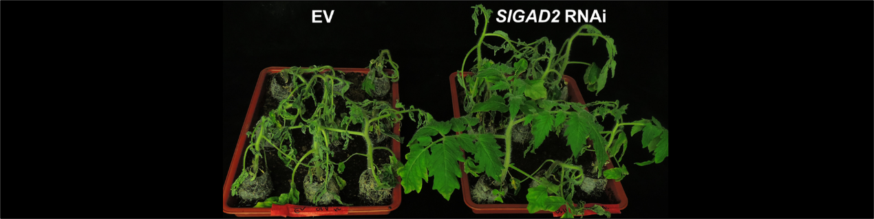 中科院分子植物卓越中心研究组发现青枯菌致病新机制