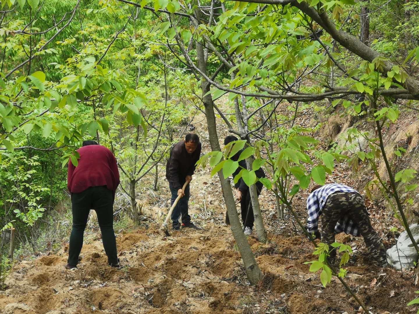 林源药材，与粮无争惠民生