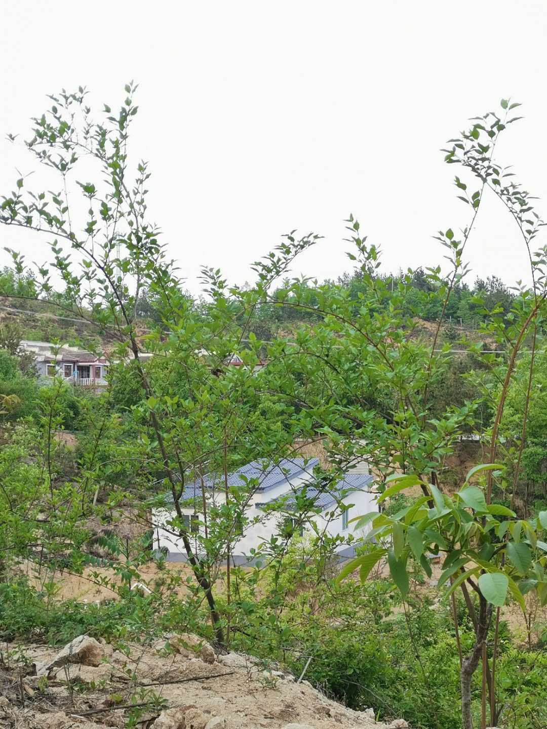 林源药材，与粮无争惠民生