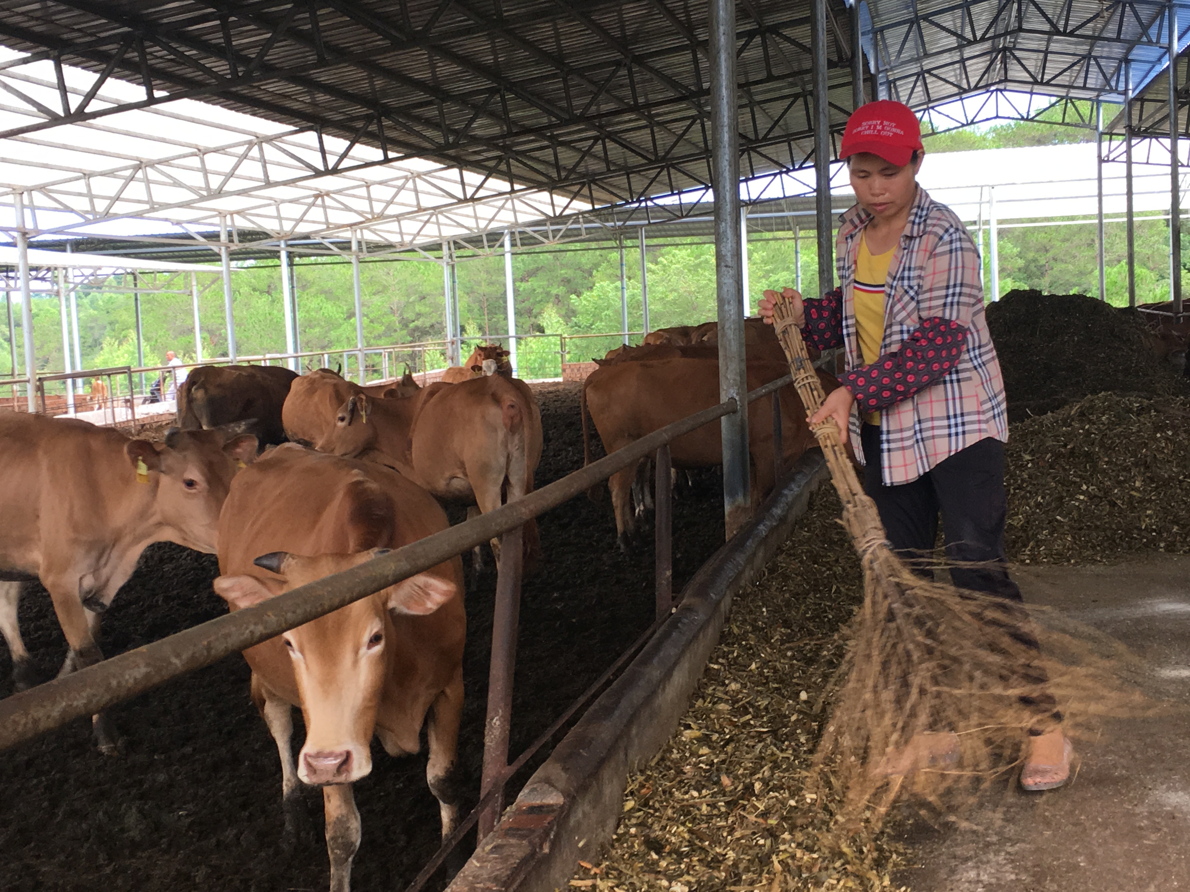 肉牛壮，金花开，特色产业托起群众增收梦