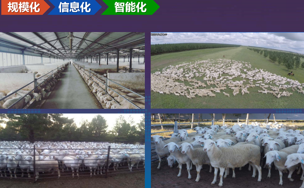 打破引种怪圈，还需龙头发力，产学研跟上