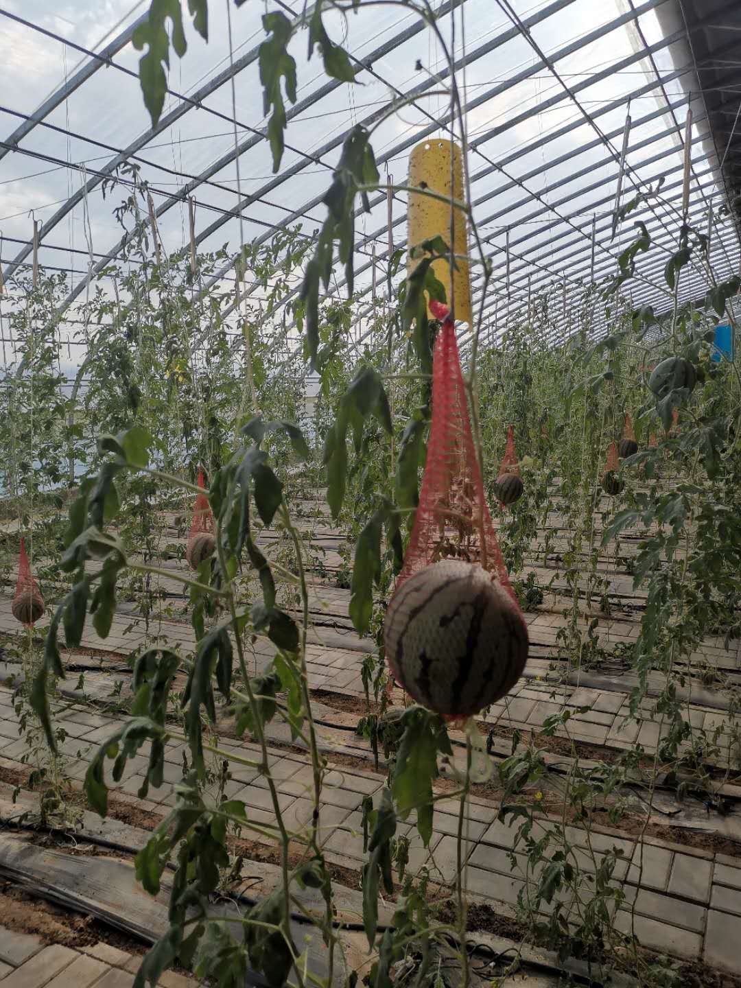 干旱的河西走廊用黄河水浇出菜青粮茂