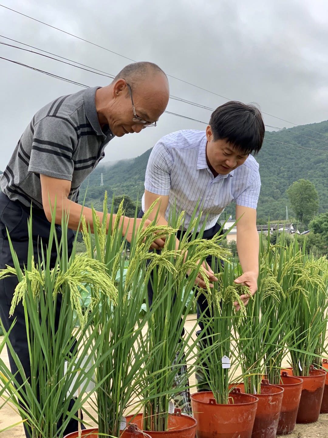 好消息！杂交制种实现全程机械化