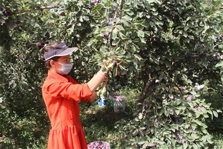 新疆伽师：新梅丰产确保农民增收