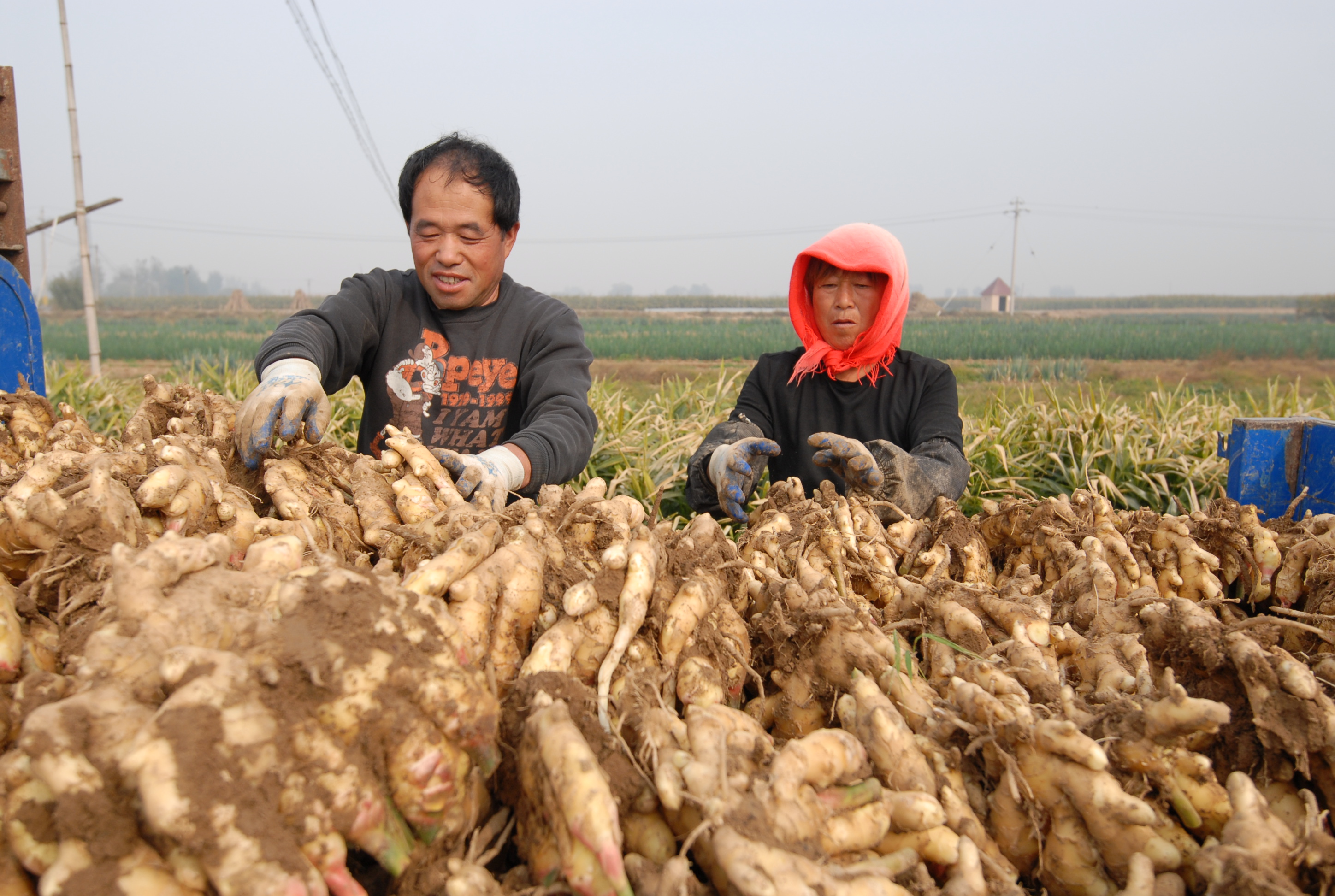 青岛即墨区：大姜丰收了，姜农增收了