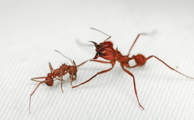 昆虫生物矿物盔甲首次发现，对理解生物演化具有重要意义|总编辑圈点