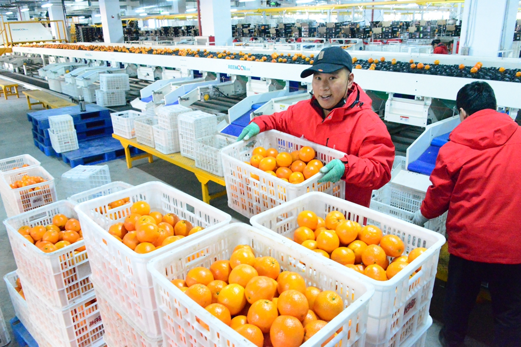 每小时能“拣”30吨 北方最先进柑橘分拣中心落户高碑店