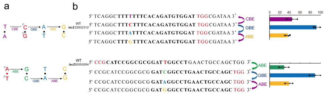 新型碱基编辑器首次在微生物中实现任意碱基编辑