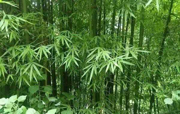 中式园林造景的经典植物！