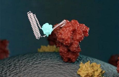 新型生物传感器可快速检测新冠病毒蛋白和抗体|国际战“疫”行动