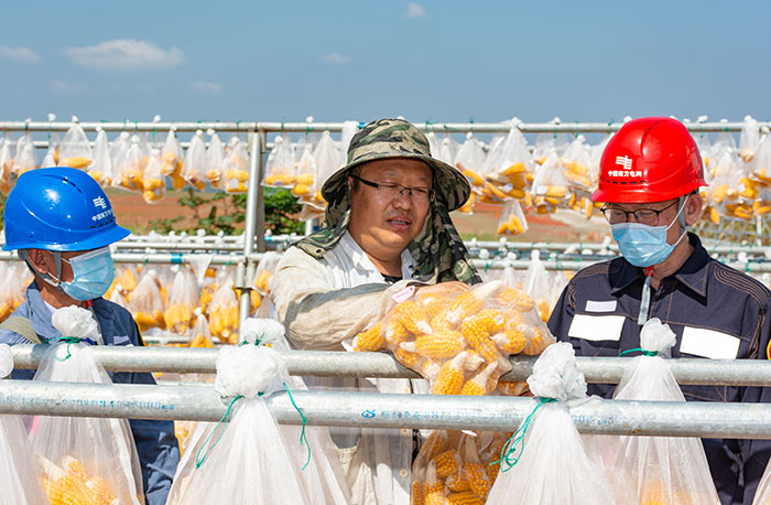 海南：电力助力南繁育种“春收”