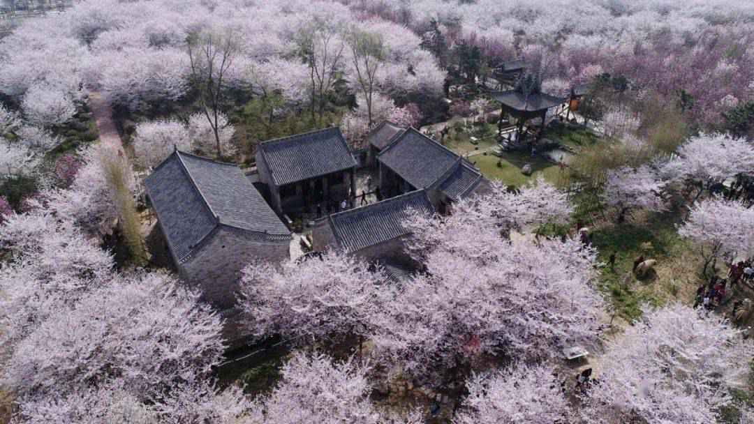 【“魏”资讯】喜讯！鄢陵唐韵生态旅游区荣膺国家4A级旅游景区