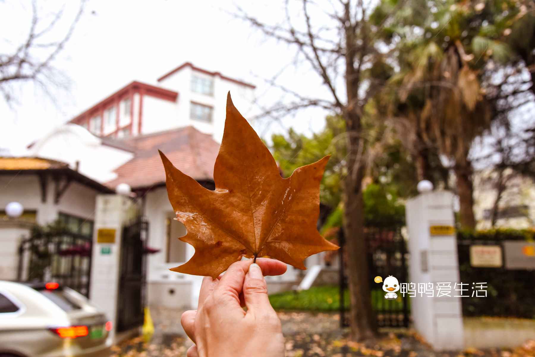 上海“名人街”，浪漫的法国梧桐树下，藏着不同风格的老洋房！