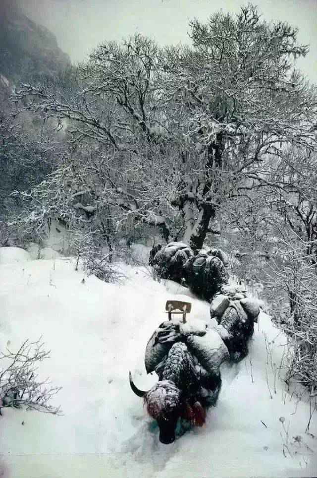 你知道冬天的西藏是什么样子吗？