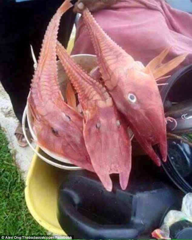 是鱼还是虾?渔民捕到神秘海洋生物被吓呆