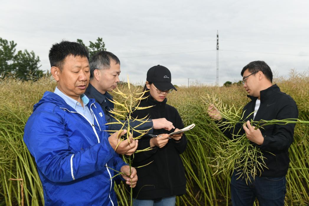 “旱地直播油菜”增产增效潜力大