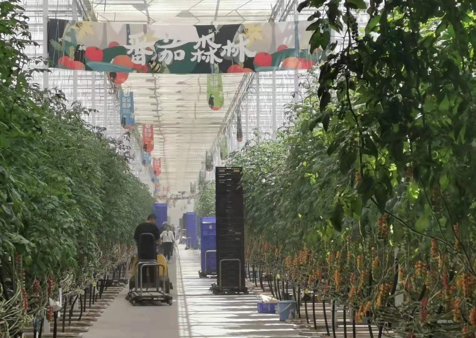 用智能工厂化培育“番茄森林”，推动首都农业高质量发展