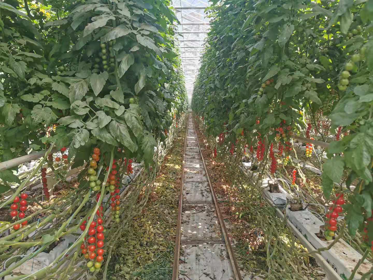 用智能工厂化培育“番茄森林”，推动首都农业高质量发展