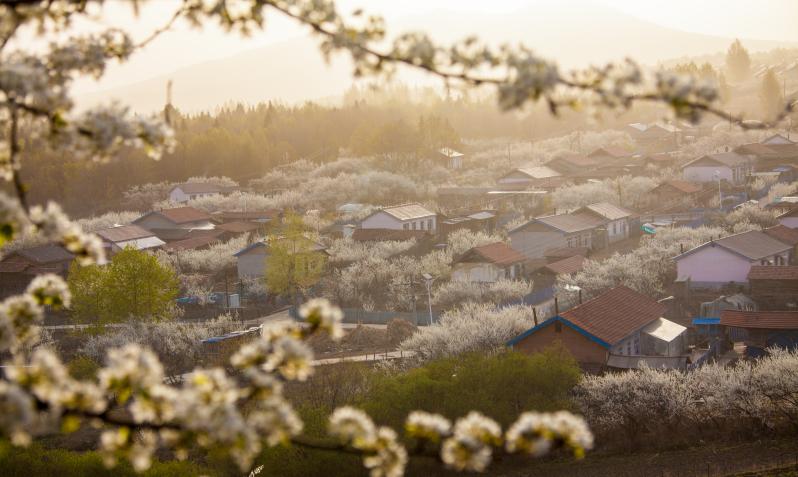 晚李花开香满村——白城市杨木顶子村吃上乡村旅游饭