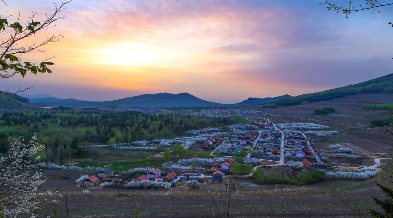 晚李花开香满村——白城市杨木顶子村吃上乡村旅游饭