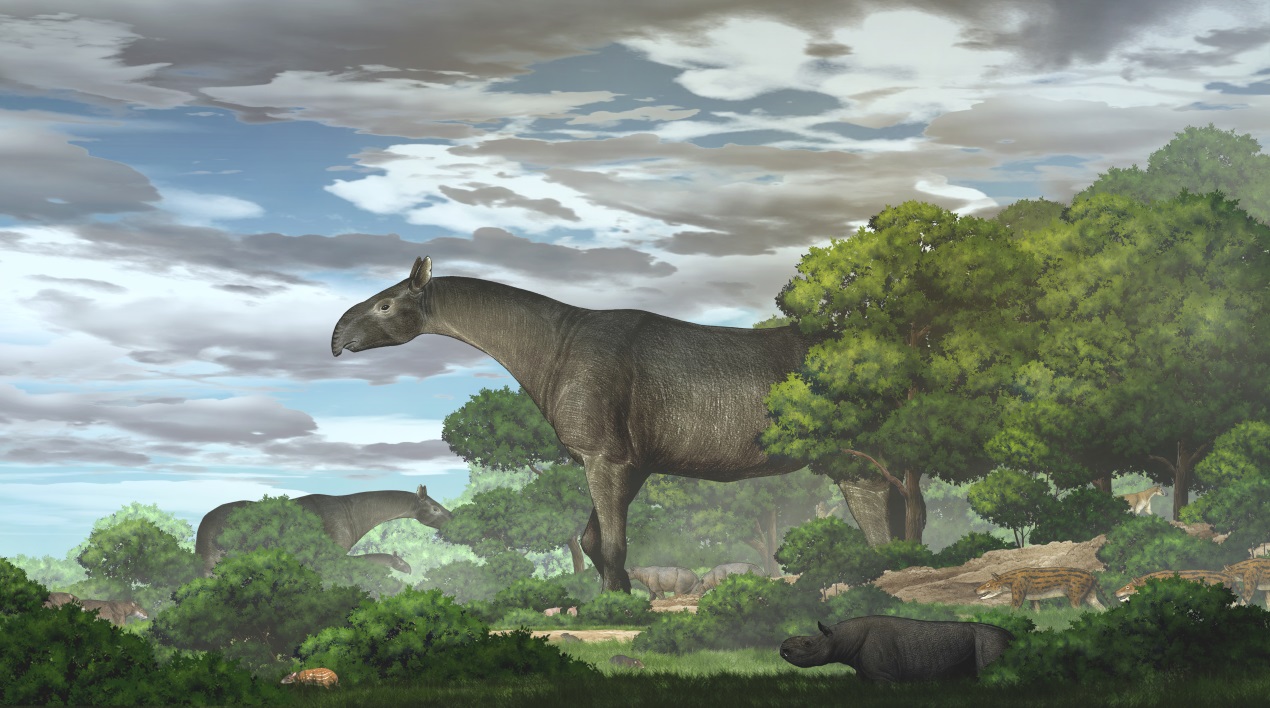 笨重的巨犀能穿越青藏高原迁徙？2650万年前还真行