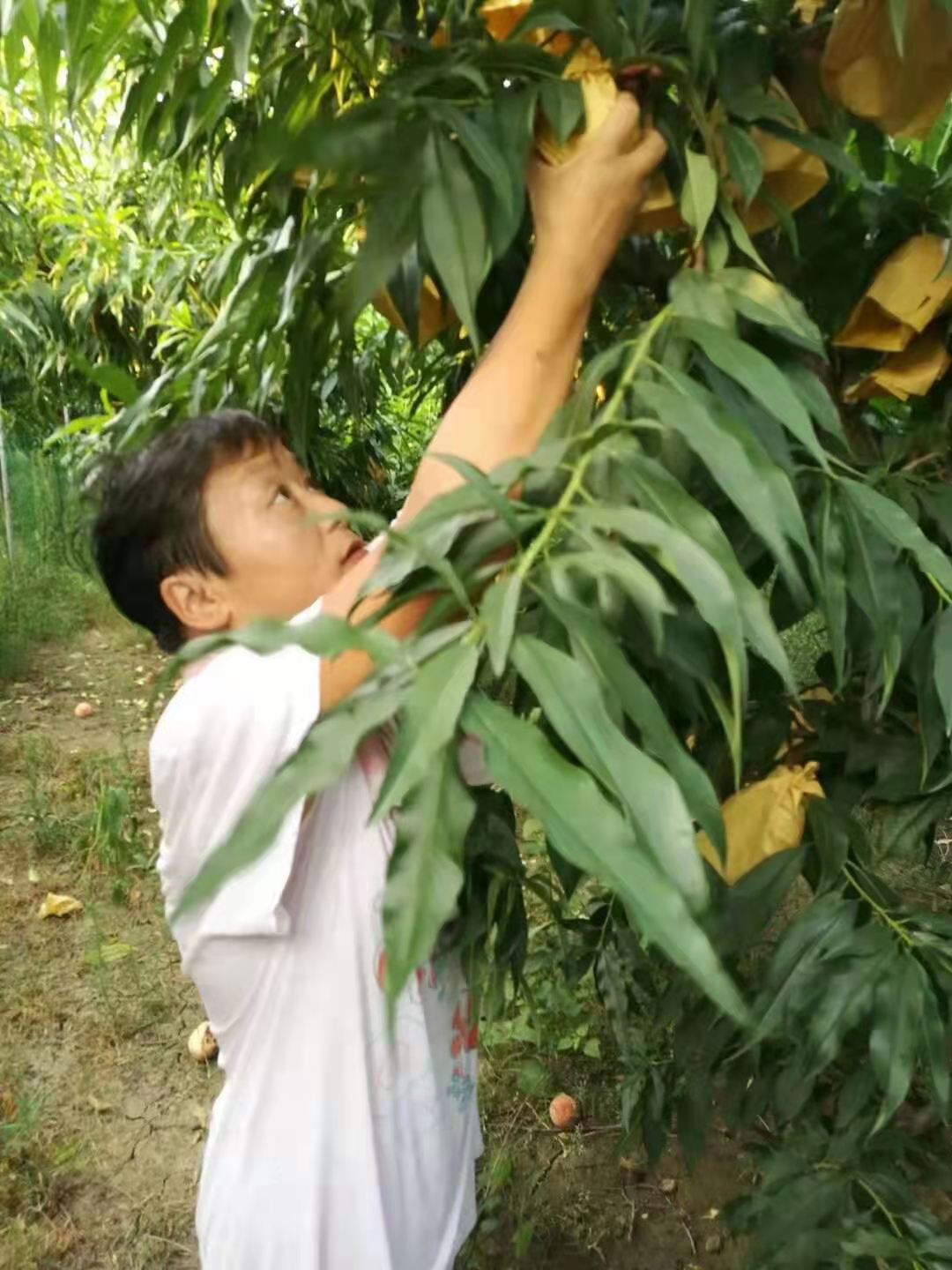  网红水蜜桃严重减产，问题出在哪儿？